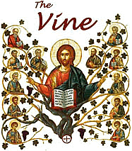 The Vine newsletter